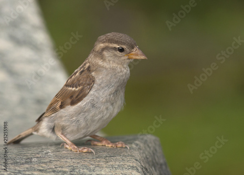 House sparrow © John Sandoy