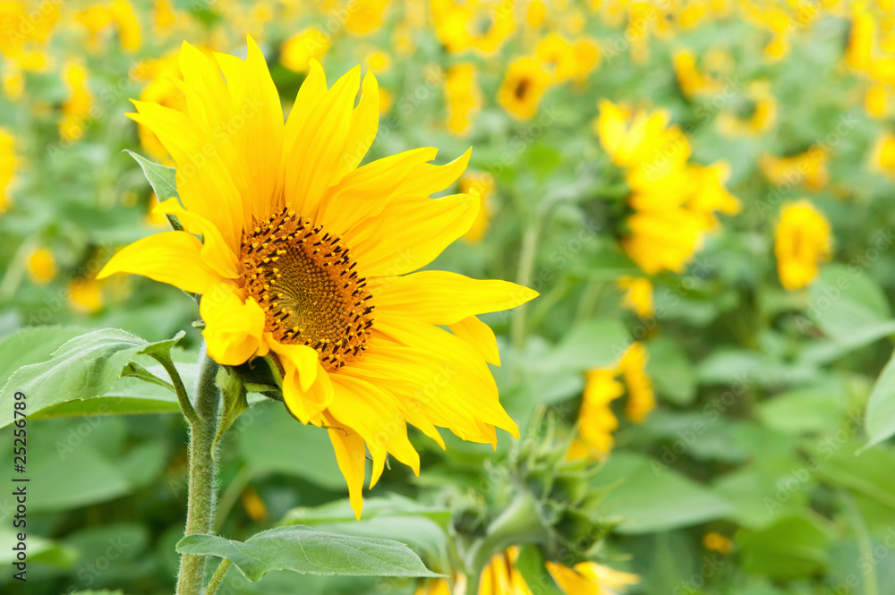 Field of sunflowers