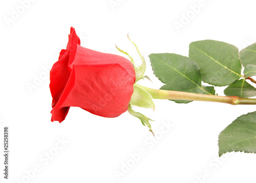 Red rose close up isolated on white