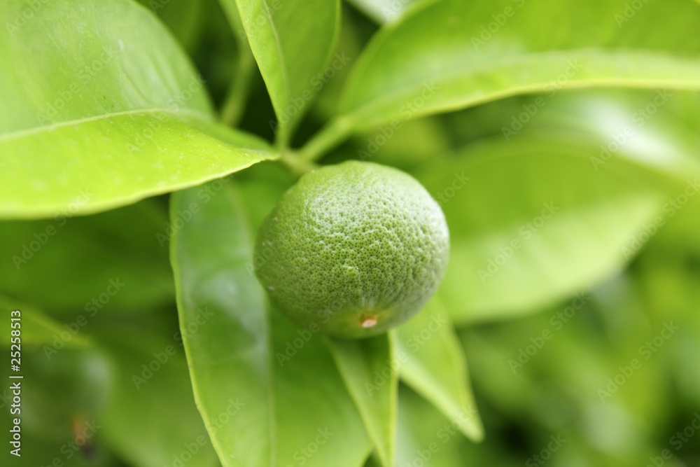 baby green orange growing in tree baby green orange growing in tree