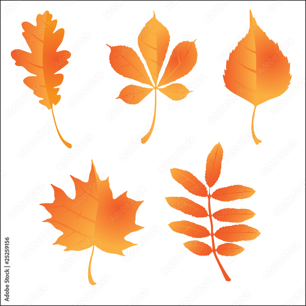 Autumn orange leaves vector illustration