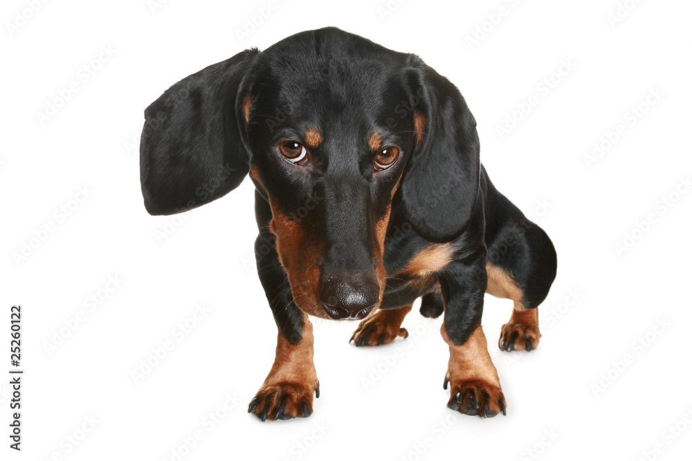 Black and brown dachshund puppy