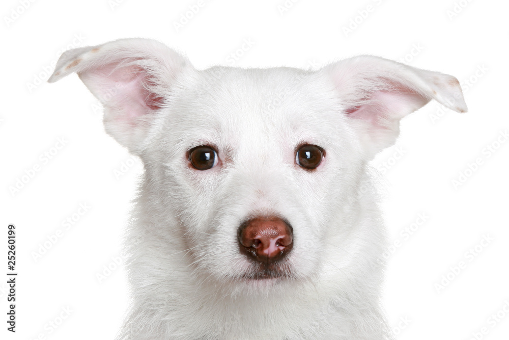 White dog in front of a white background White dog in front of a white background