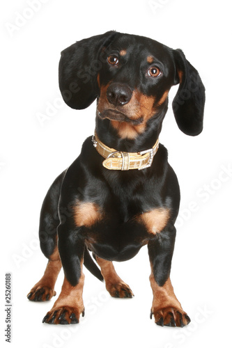 Fototapeta Naklejka Na Ścianę i Meble -  Black and brown dachshund puppy
