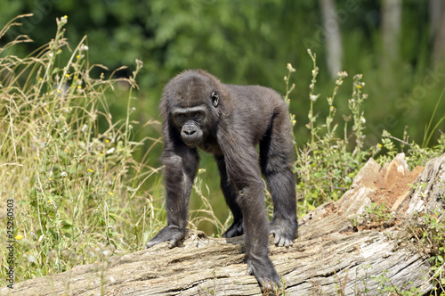 Jeune gorille © Pascal Martin