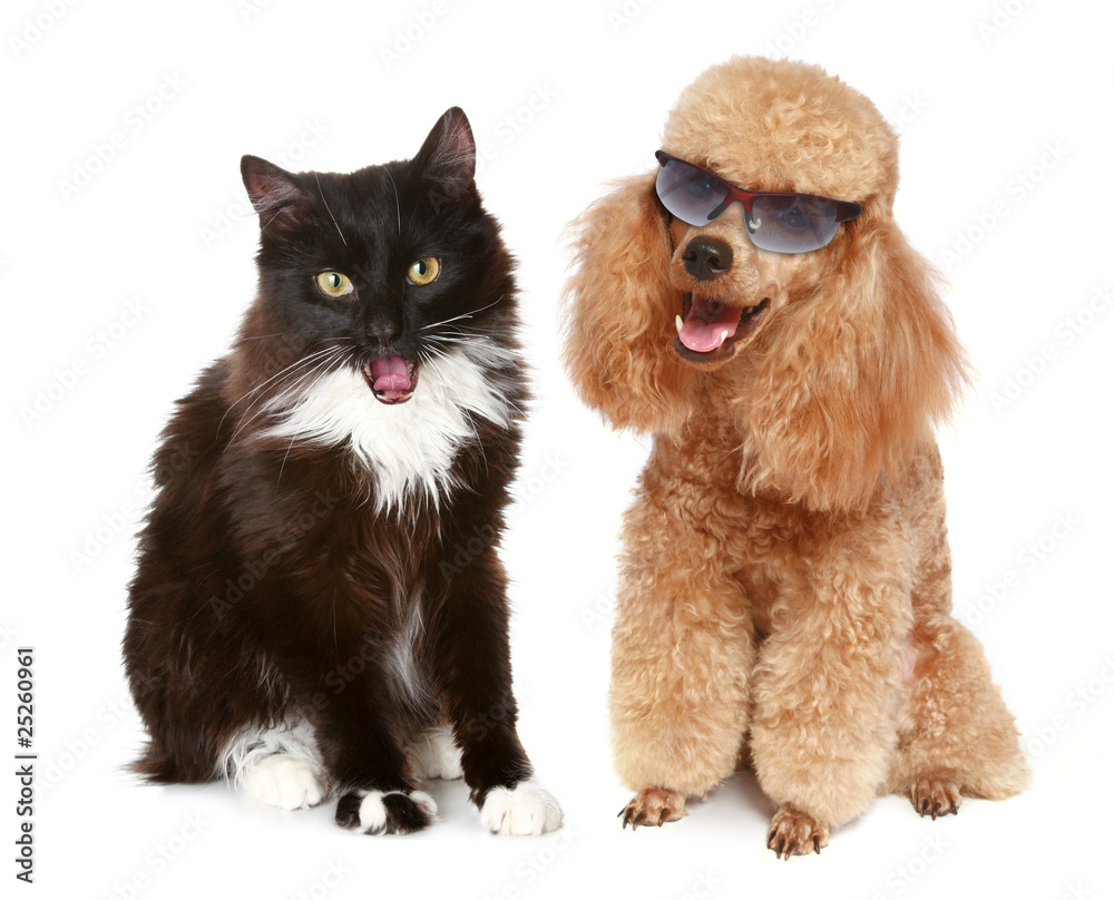 Poodle dog and black cat on a white background