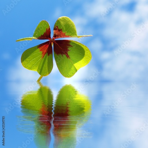 cloverleaf  -  trifolium