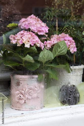 hydrangea in window of shop