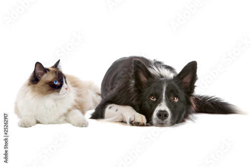 Quadro em tela dog and cat
