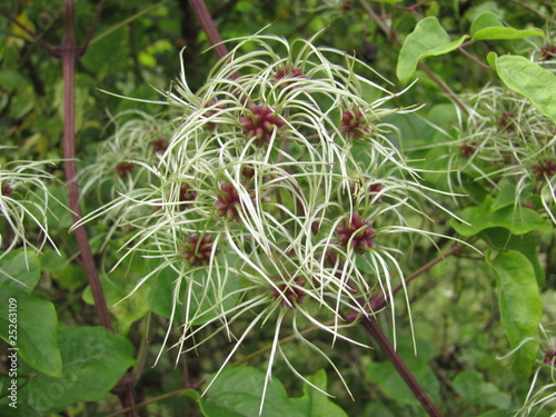 Clematis vitalba photo