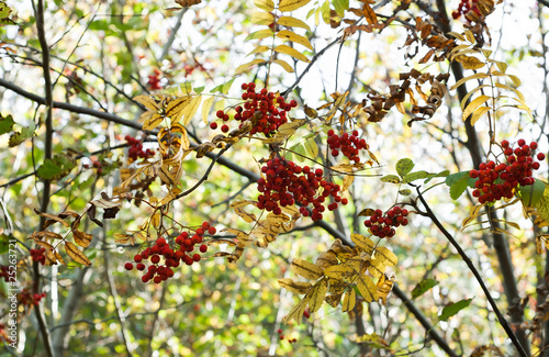 wild apple tree