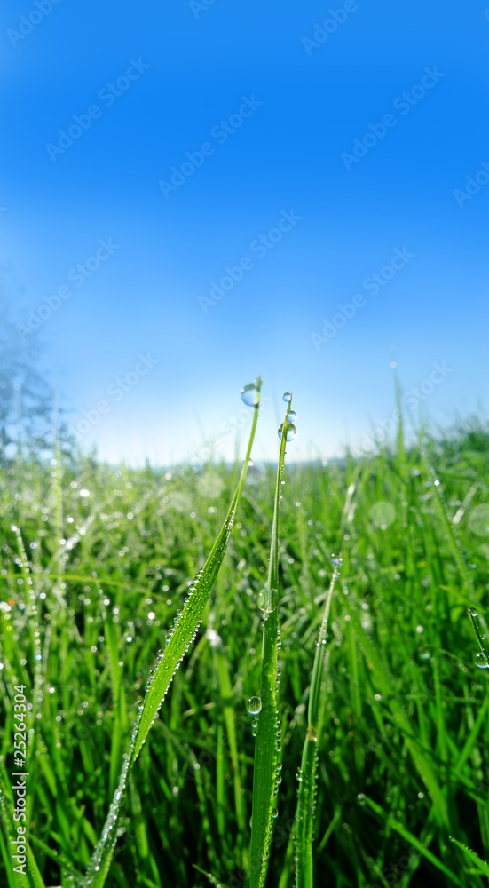 Obraz premium grass with drops