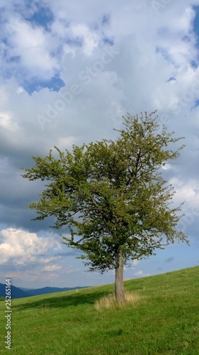 Tree on a meadow © Ugri