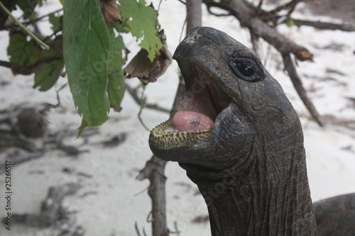 Tortue géante qui mange, Seychelles photo