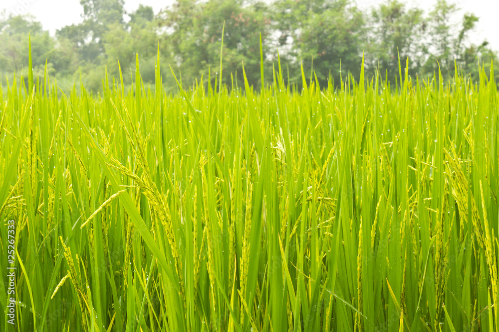 Rice Field Rice Field