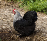 Birchen Cochin, black and white bantam pekin hen