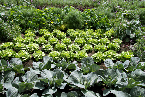 Gemüsegarten