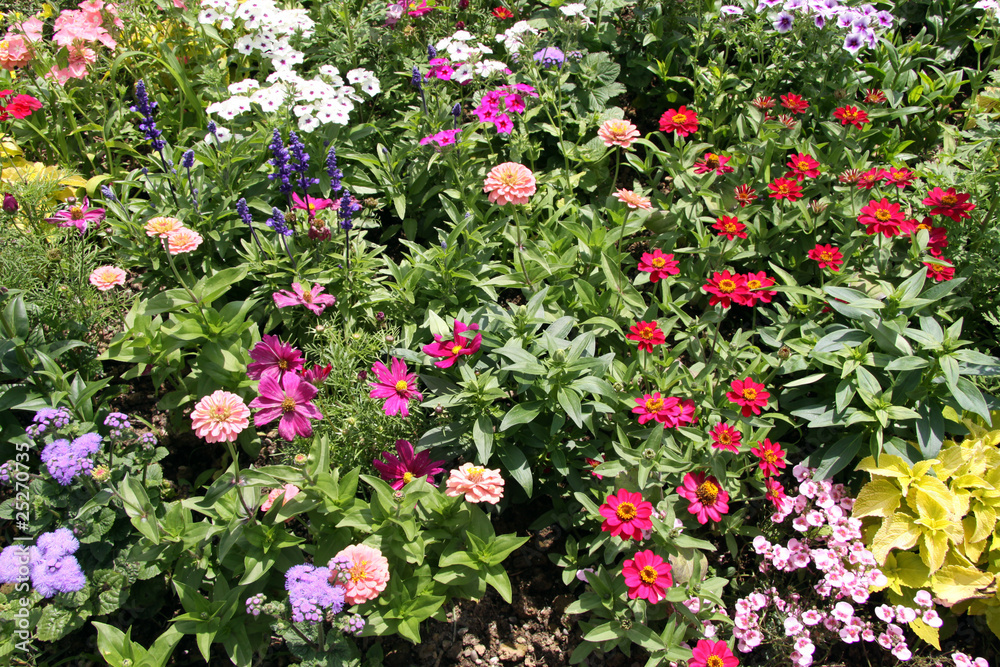 Sommerblumen Sommerblumen