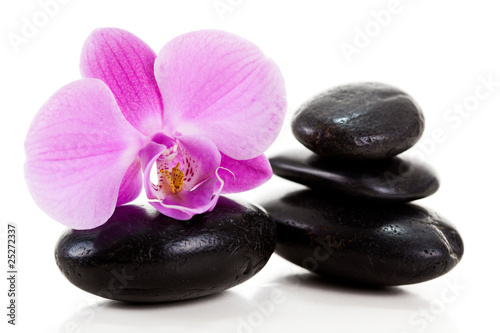 Purple orchid isolated on white background