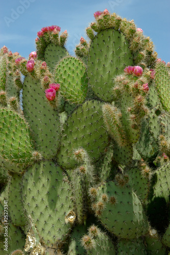 Cactus with small pink flowers