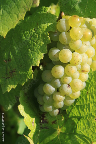 Fototapeta Naklejka Na Ścianę i Meble -  raisin