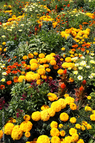 Fototapeta Naklejka Na Ścianę i Meble -  Blumen