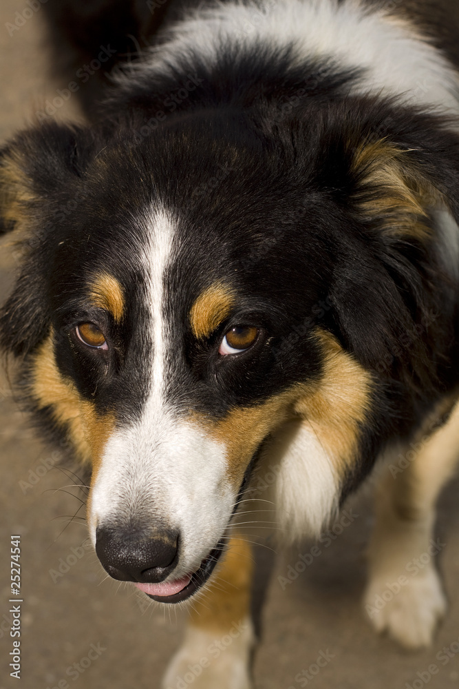 Fototapeta premium Hund