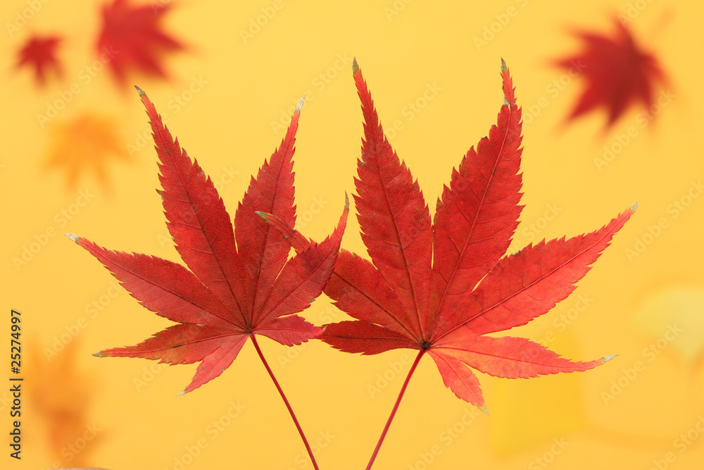 紅葉 紅葉