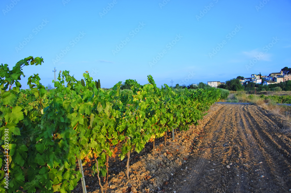 vineyards