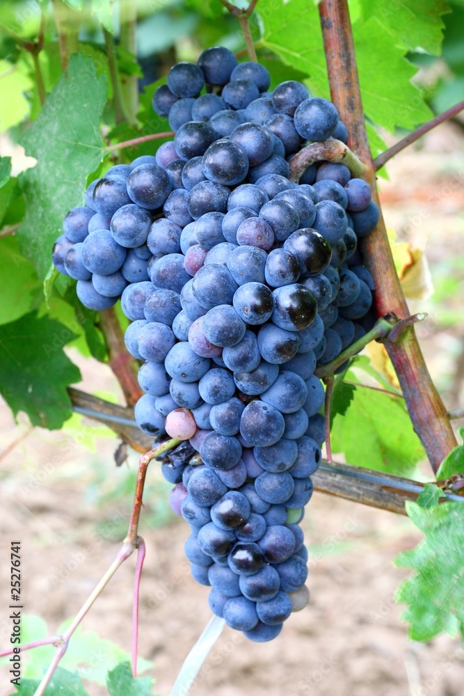 Black grapes for good wine