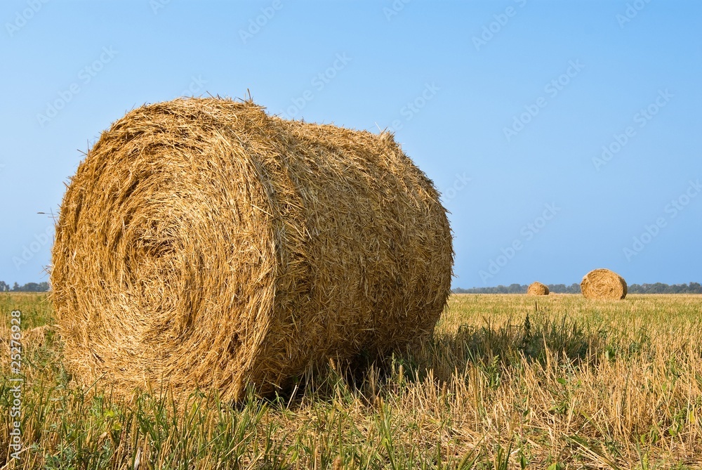 bundles of hay in a field