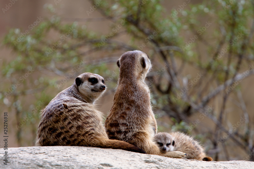 Fototapeta premium Erdmännchen