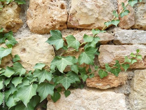 lierre grimpant contre un mur photo