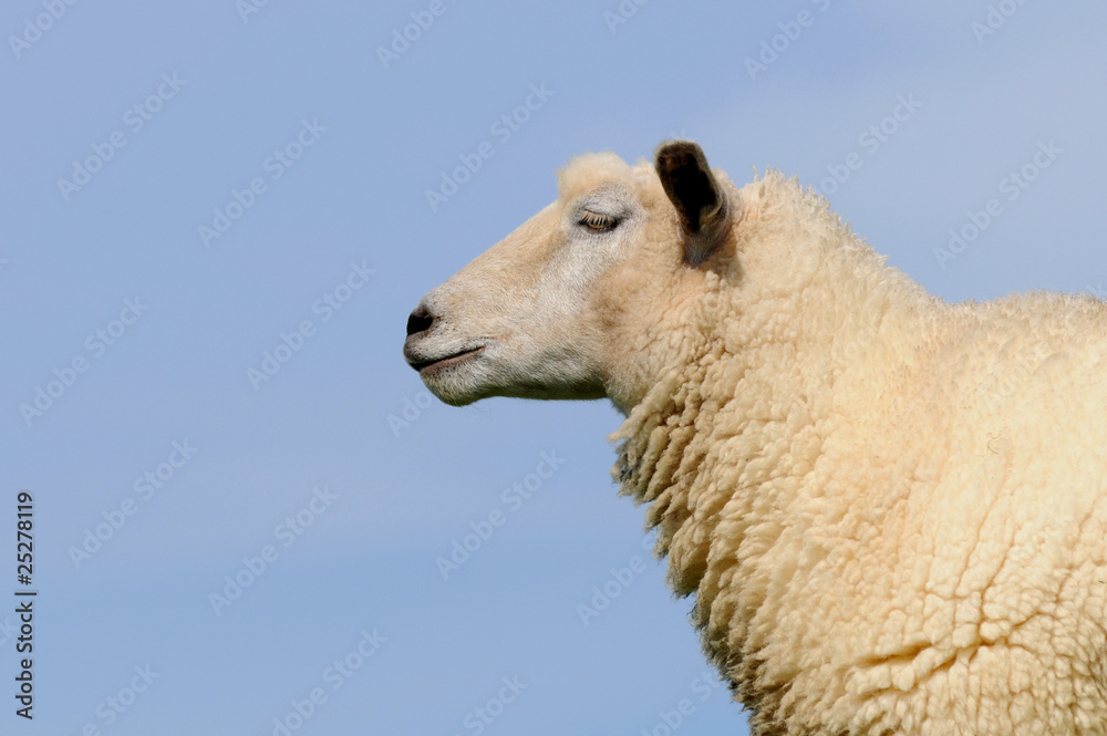 Fototapeta premium Kopf vom Schaf
