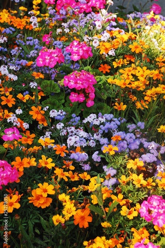 Colorful mix of flowers in summer garden