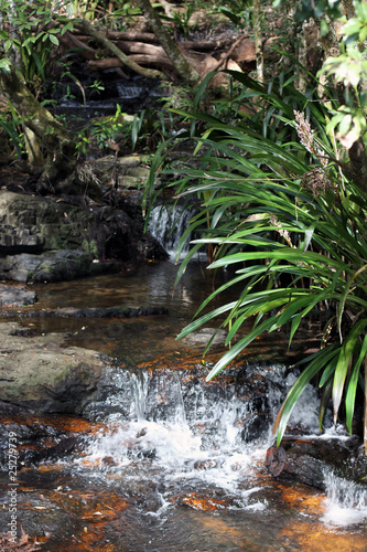 Springbrook National Park