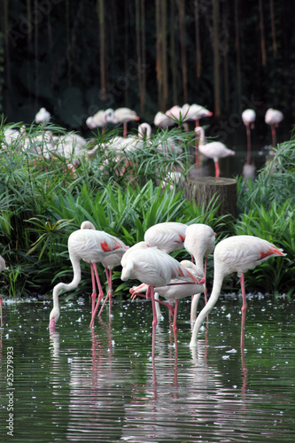 Singapur Jurong Bird Park