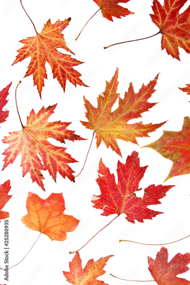 Obraz premium autumn background