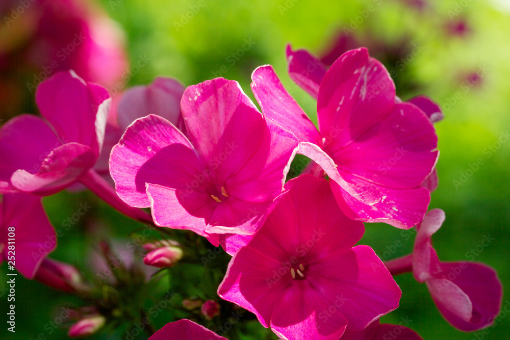 Naklejka premium Blooming Phlox paniculata, Polemoniaceae