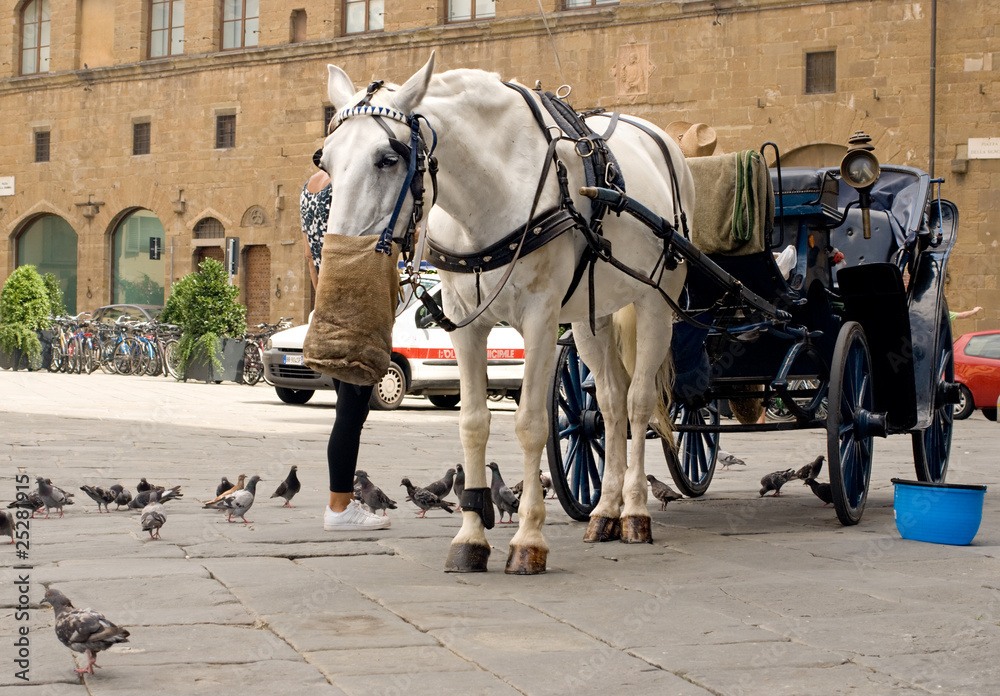 Horse and Carriage in Florence, Italy. Horse and Carriage in Florence, Italy.