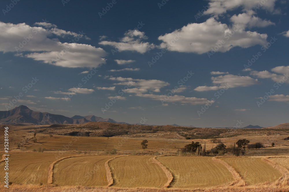 Fototapeta premium Farm landscape with blue sky and clouds of harvested corn fields
