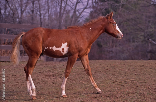 American paint horse stud colt