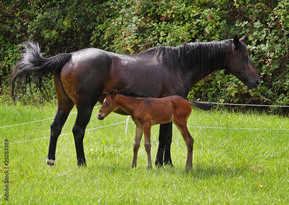 Bay Horse with her Foal Bay Horse with her Foal