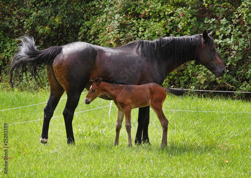 Bay Horse with her Foal