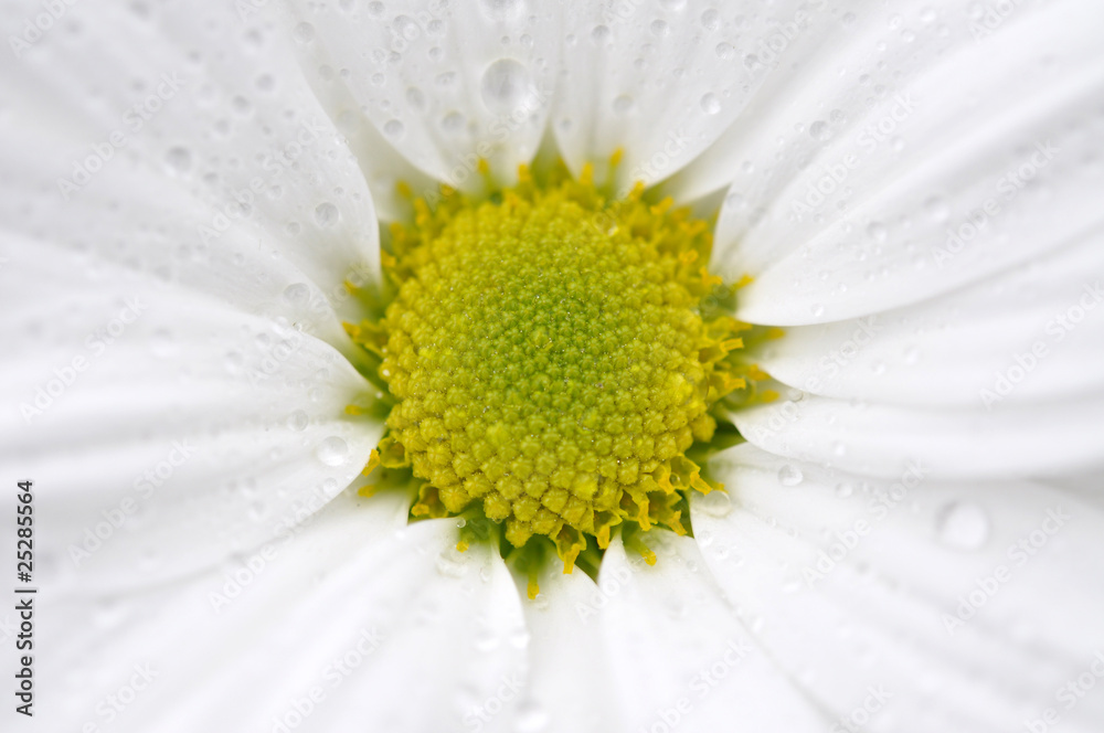 Fototapeta premium Wet Daisy Closeup