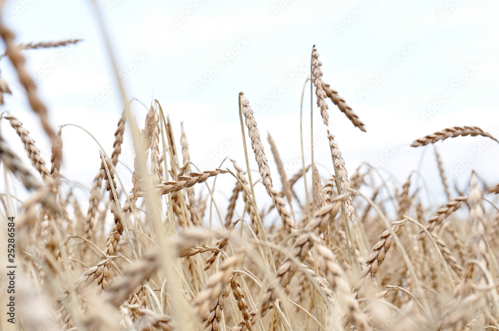 Fototapeta premium reifes Dinkelfeld