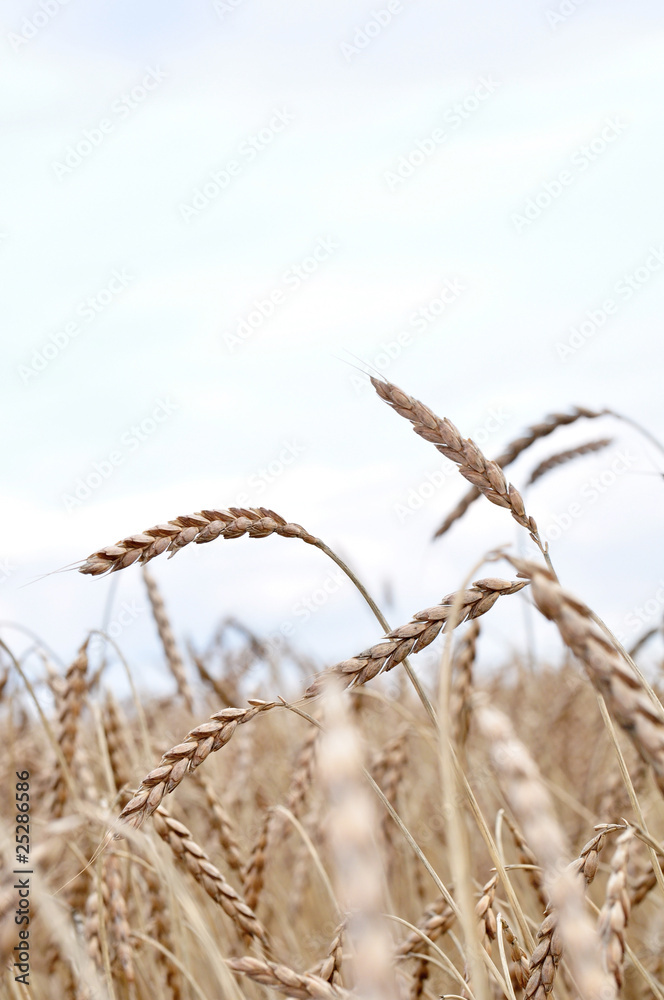 Obraz premium reifer Dinkel