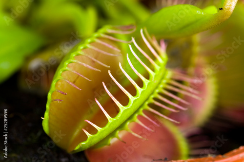 Dionaea muscipula , Venusfliegenfalle.fleischfressende Pflanze
