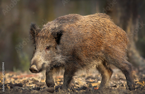 Wallpaper Mural sus scrofa ferus Torontodigital.ca