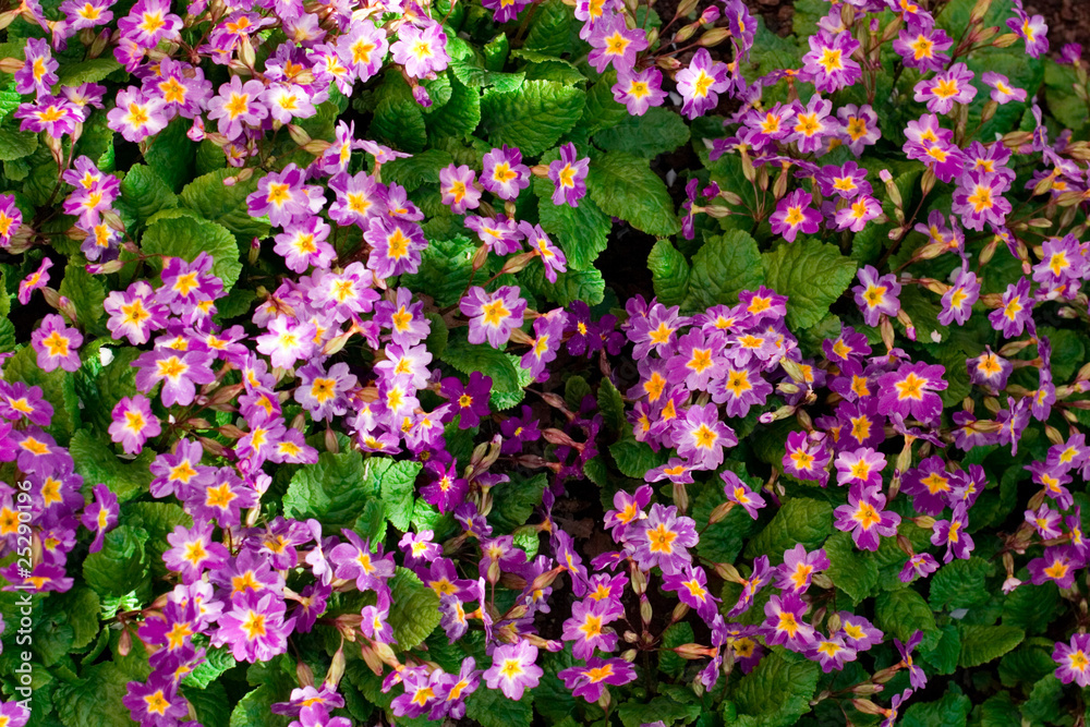 Fototapeta premium violet flowers